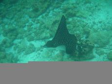 Eagle Ray - Underwater Galapagos 2010 -DSCN5417